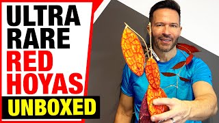 : Unboxing ultra-rare red Hoya species where foliage is naturally red, or when sun-stressed!