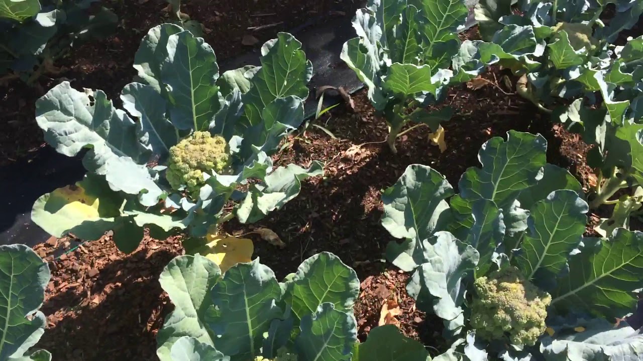 Can You Grow Broccoli in the Spring in Red Clay? YouTube
