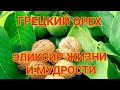 Грецкий орех. Эликсир жизни и мудрости.