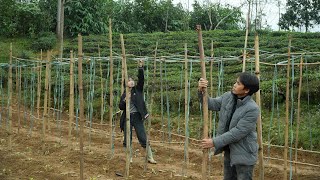 Download Lagu Het klimrek voor de bonenplanten is klaar. De tomatenzaden zijn nog niet ontkiemd. MP3