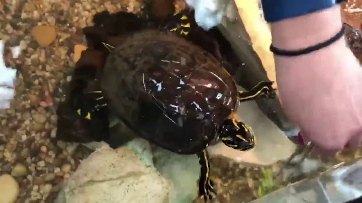 Red-Bellied Cooter Turtle | Animal Feeding