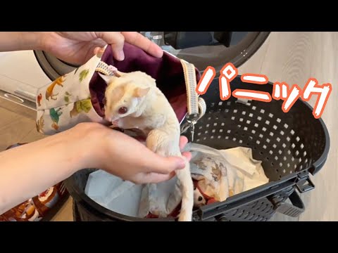第2回②【バレンタインオリジナル生地】＊ころんと日和＊フクロモモンガ＊小動物 第2回②【バレンタインオリジナル生地】＊ころんと日和