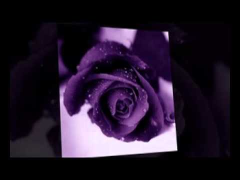 فرصه عمر عاصي الحلاني 