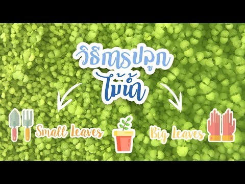 วิธีปลูกไม้น้ำอย่างง่ายได้ผล100% (Big leaves กับ Small leaves)