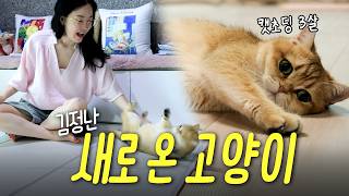 20년 차 집사 김정난 집에 온 새식구😸 운명같이 찾아온 최연소 막내딸 3세 고양이 미미의를 소개합니다❤️