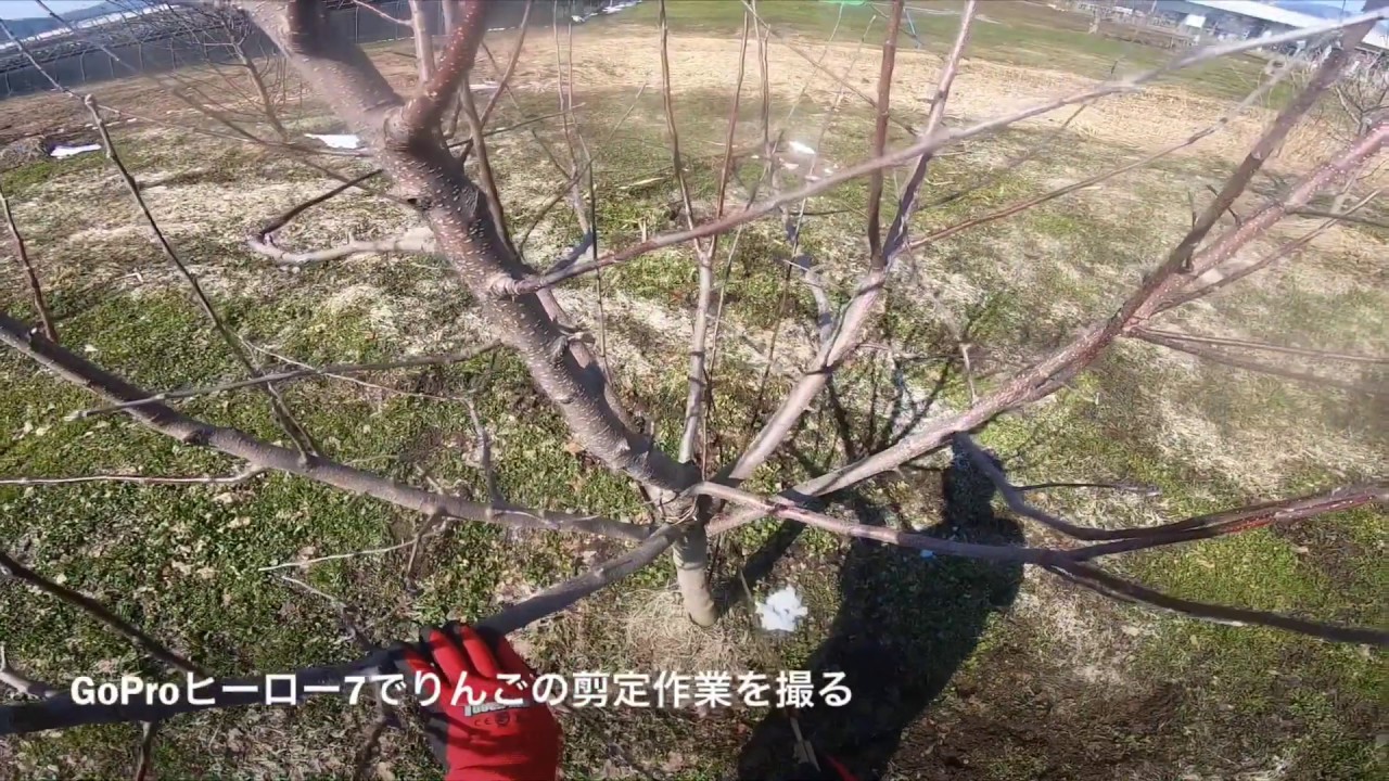 GoPro7でりんごの剪定作業を撮る