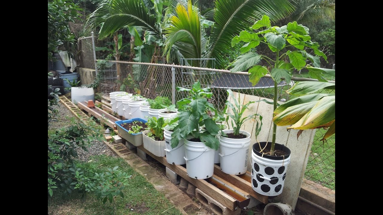 Interview With Q From Hawaii Growing Some Strange Plants There Very Interesting Youtube