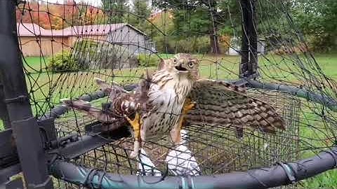 Prototype German Goshawk Trap