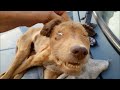 Спасение собак, которых ждала неминуемая гибель