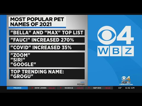 Grogu Fauci Covid Among Most Popular Pet Names Of 2021