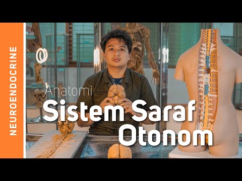 Anatomi Sistem Saraf-Sistem Saraf Otonom (Saraf Sympathis et Parasympathis)