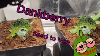 Grow Journal: DANKBERRY Indoor | Seed to Veg