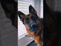funny dogs clips#funny #dog #trending #shorts