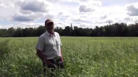 Dairy Producer Ron Toonders Discusses his New RC Chippewa Switchgrass Field