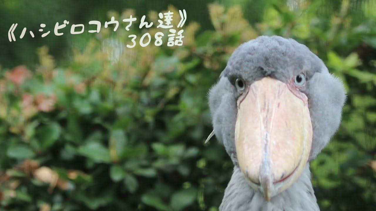 ハシビロコウさん達《308》台風で雨が降ったり止んだりの週末💦上野