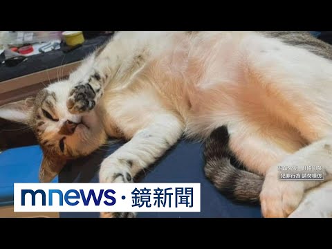 首例！凌虐動物致死　虐貓男被判刑入獄｜#鏡新聞