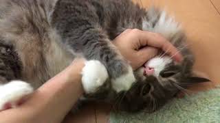 どんどん本気噛みになる猫 ノルウェージャンフォレストキャットBecome serious from soft mouth.Norwegian Forest Cat.