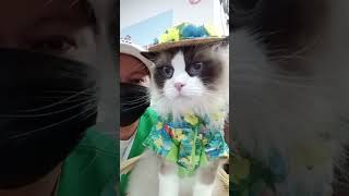 Download Lagu ghe ai te Siau maomi popo🥰 MP3