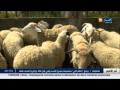 عيد الاضحى الموالون يرجعون بما تبقى لديهم من أضاحي 