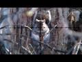 Air Rifle Squirrel Hunting Slow-Motion (Jan 21, 2011)