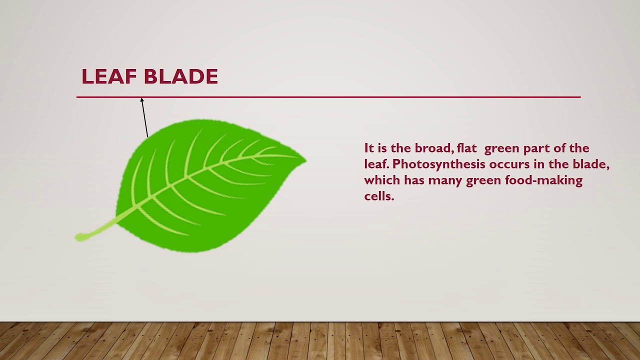 leaf-the-food-factory-of-plant-part-3-class-4-youtube