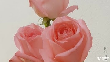 وعنده مفاتيح الغيب الربع السادس من الجزء السابع من سورة الأنعام الحصري المعلم للقران الكريم 🌿