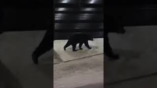 Buscan osos alimento en contenedores de basura en colonias de Monterrey