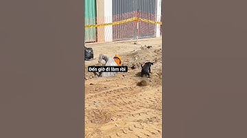 #Vlog :Công việc hàng ngày của tôi #work #viral #tiktok #funny #memes #fyp #shorts #video #dog #meme