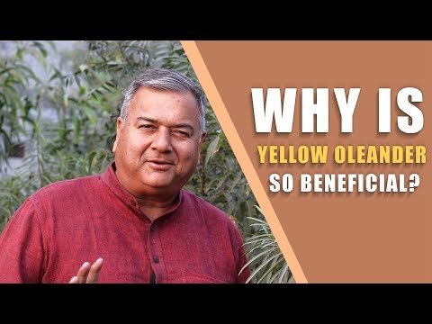 Wideo: Informacje o żółtym oleanderze - Dowiedz się więcej o żółtych drzewach oleandrowych
