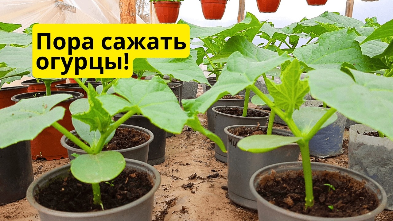 Высадка рассады огурцов в теплицу | Когда и как правильно посадить огурцы