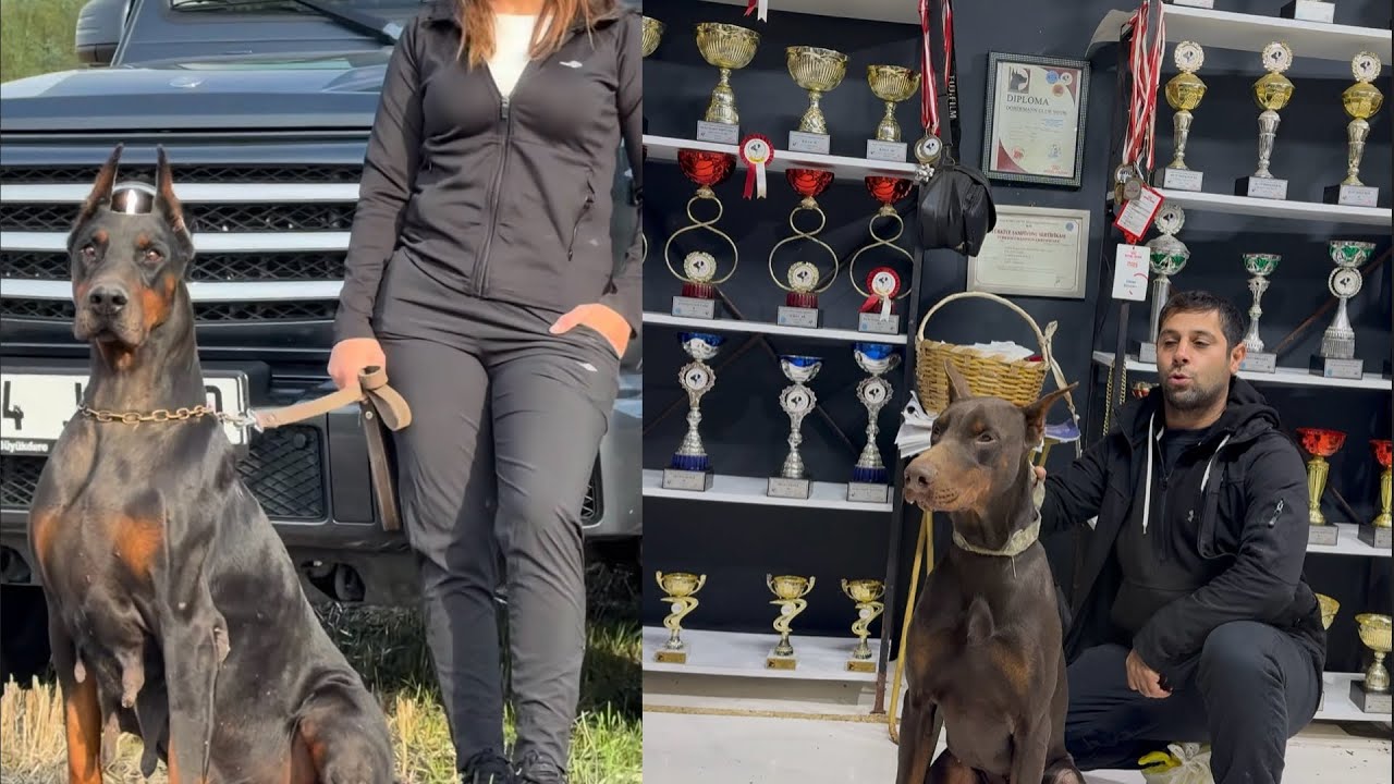 BU KADAR KALİTELİ DOBERMANLAR İLK DEFA GÖRÜYORUM😍