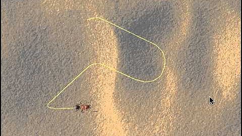 Ant and Mouse pointer video