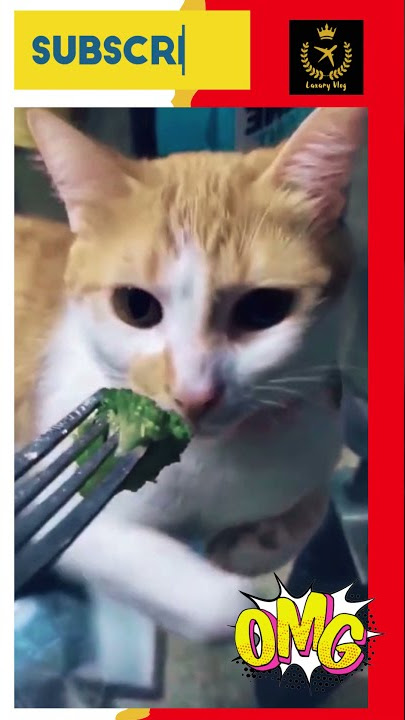 #SHORTS cute  funny cat 2021