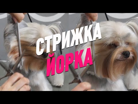 СТРИЖКА ЙОРКА / ГРУМИНГ ЙОРКШИРСКОГО ТЕРЬЕРА / Эпизод МАСТЕР-КЛАССА / GROOM SCHOOL