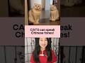 Time for 🐱 to rule the world! Learn SUPER FUN Chinese with me: 50% OFF for my course till 12/31🤣🔞