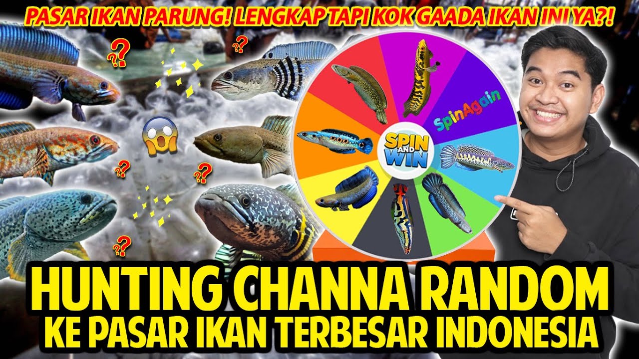 HUNTING CHANNA RANDOM APAPUN YANG TERPILIH KE PASAR IKAN PARUNG TERBESAR DI INDONESIA! SPIN & WHEEL!