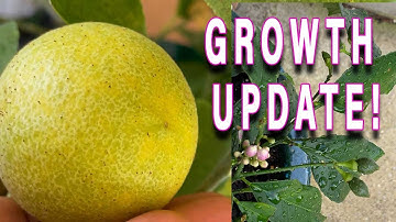 GROWTH UPDATE! MY MEYER LEMONS ARE SO HUGE NOW! 🍋 👀