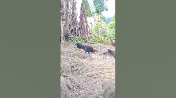 gà rừng tơ siêu đẹp trai.me nyuam lau qaib qus zoo nkauj heev