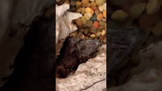 Alligator Snapping Turtle Using His Tongue Lure 😱 #alligatorsnappingturtle #turtle #turtles