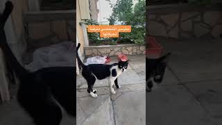 فيديو قديم للمشفوحة هي وتدافع عني من قطط الشارع، طبعا رحت فكيت بينهم fypシ kitty funny straycat 