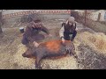 Забій та розбирання свині 170 кг по українські з соломкою