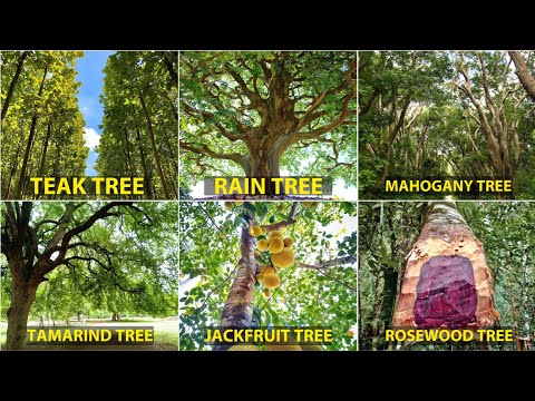 Teak Tree, Mahogany Tree, Rosewood Tree, Rain Tree, Jackfruit Tree, Tamarind