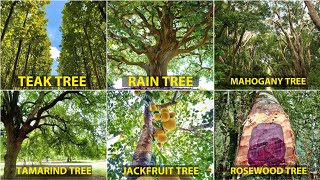 Teak Tree, Mahogany Tree, Rosewood Tree, Rain Tree, Jackfruit Tree, Tamarind Tree