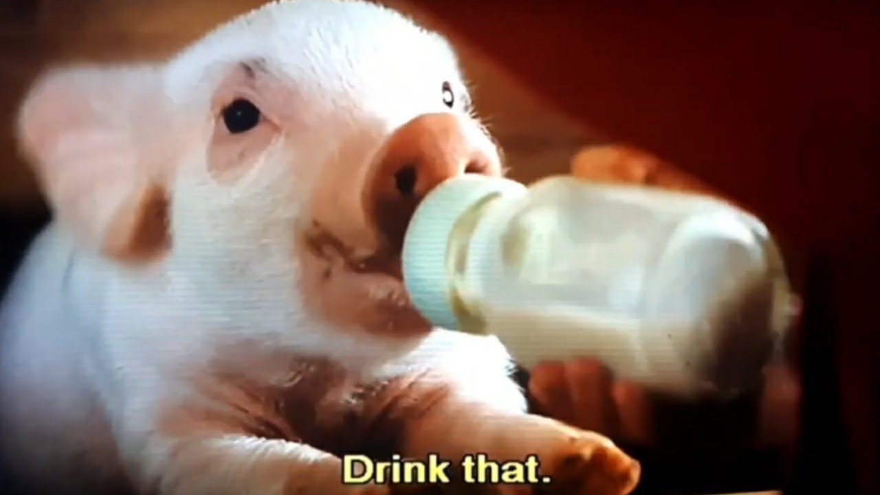 wilbur the pig that school scene YouTube