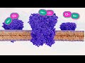 Cystic Fibrosis Quiz