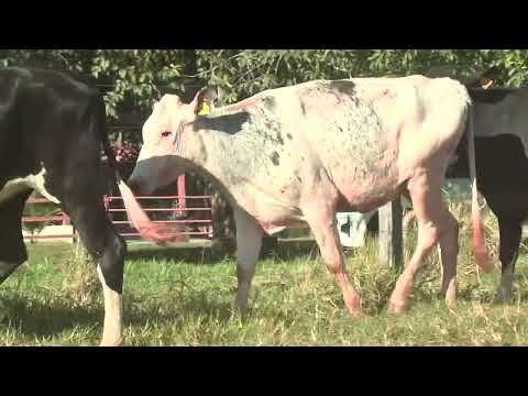 LOTE 107  2665, 2678, 2705