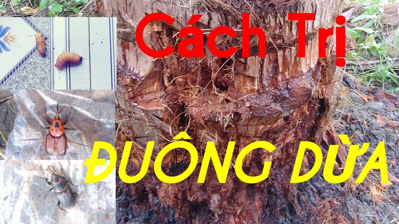 Cách trị đuông dừa