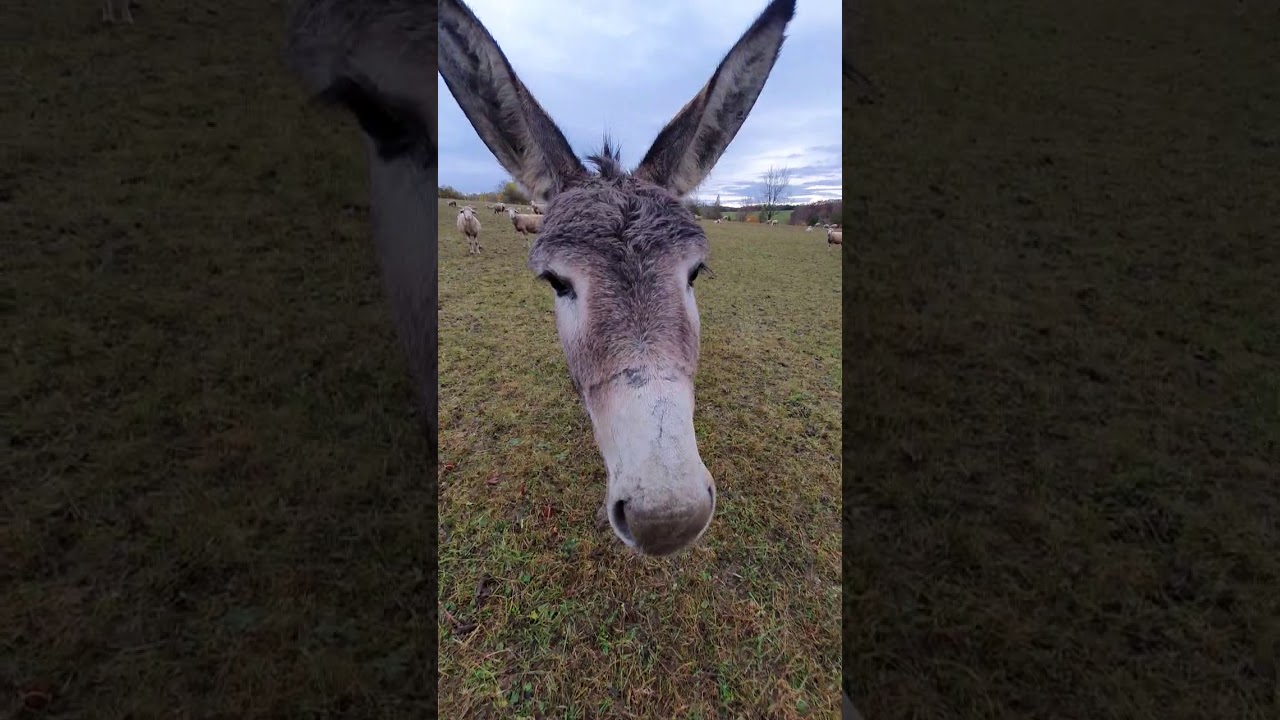 AlbSchwob - Schafweide