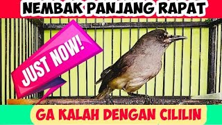 KEREN MURAI AIR NEMBAK PANJANG RAPAT || WATER MAGPIE CHIRPING