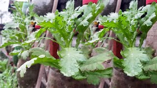 Growing vegetables is easy with plastic bottles